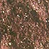 Golden Brown - 43