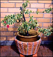 Flower Pot - 7FP-RN8